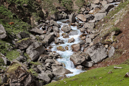 A river flowing in the valley in the deep forest in himalaya surrounded by the tall pine treesの写真素材