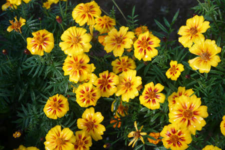 Yellow flowersの写真素材