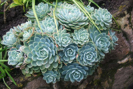 Green Flowersの写真素材