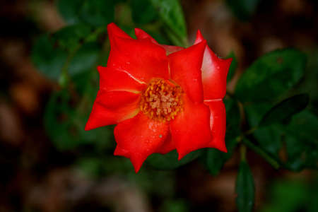 Lovely red flowerの写真素材