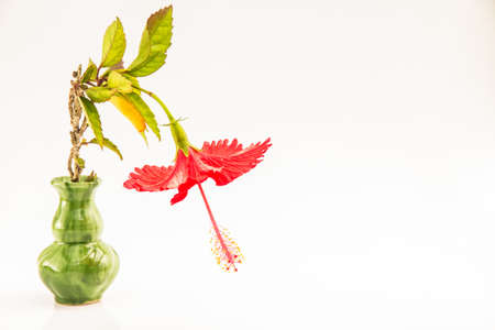 a red hibiscus flowerの写真素材