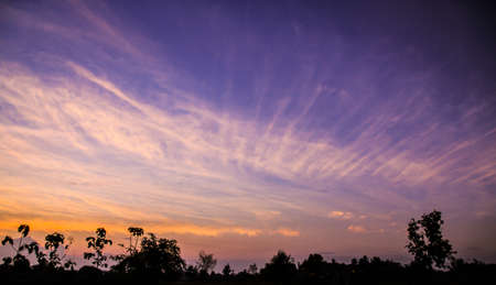 Sunset and tree silhouette の写真素材