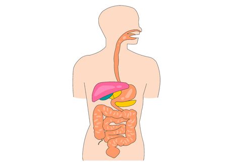 Human body, human organ structure perspective illustration.のイラスト素材