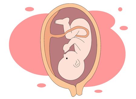 Illustration child growing in mother's belly.のイラスト素材