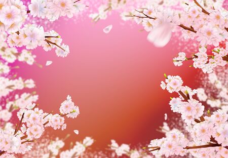 Cherry blossom illustration in full bloom on a red background.の写真素材