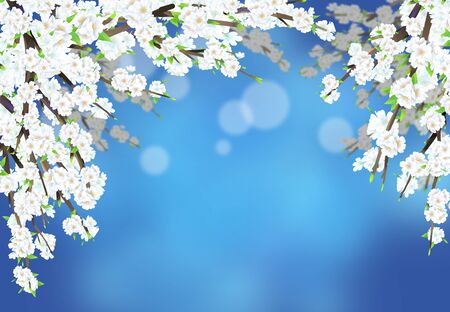 Cherry blossom illustration in full bloom against a blue night background.の写真素材