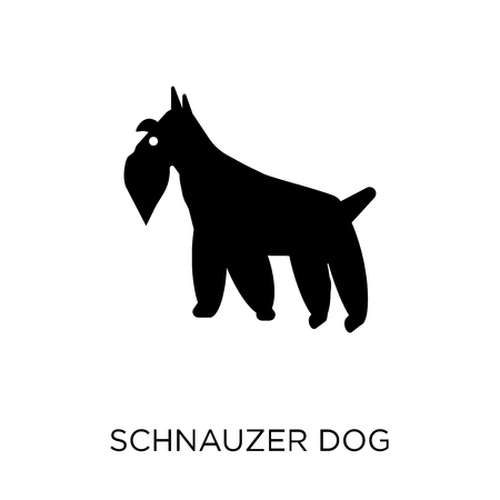 Schnauzer dog icon. Schnauzer dog symbol design from Dogs collection. Simple element vector illustration on white background.のイラスト素材