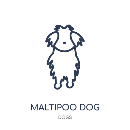 Maltipoo dog icon. Maltipoo dog linear symbol design from Dogs collection. Simple outline element vector illustration on white background.のイラスト素材