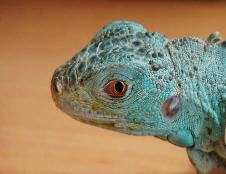 Close up of a head of a green iguana.の写真素材
