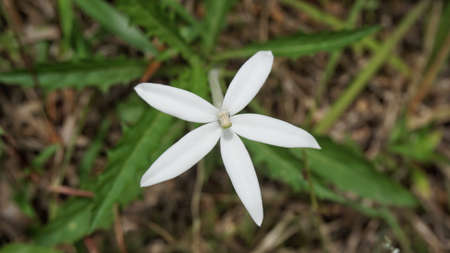 A close up of a white flower found on Kledang Hill located in Perak, Malaysia.の写真素材