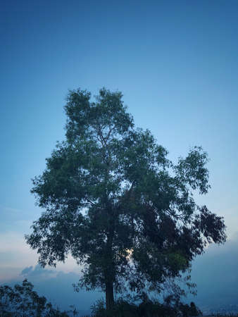 Background of a tree on a hilltop.
