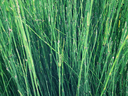 Background of thin, long and green aquatic plants. Also known as water reed.の写真素材
