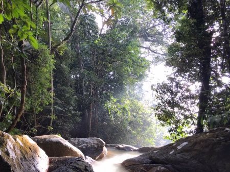 View of a forest in the morning located in Perak, Malaysia.
