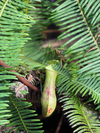 Close up of a carnivorous pitcher plant called Nepenthes. Itâs also called tropical pitcher plant or monkey cup.の写真素材