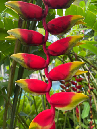 Close up of Heliconia rostrata, the hanging lobster claw or false bird of paradise in a gardenの写真素材
