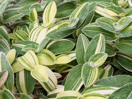Close up of Variegated White Velvet Tradescantia Sillamontana f. Variegata in a gardenの写真素材