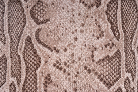 close up of python snake skin texture