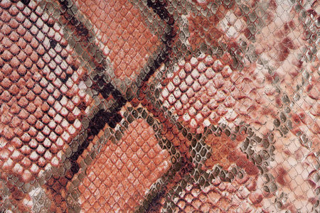 Flat lay of python snake skinの写真素材