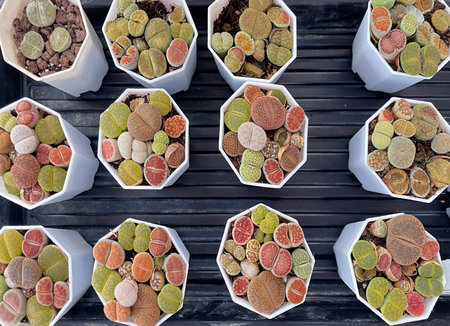 Lithops, also known as living stones or flowering stones planted in potsの写真素材
