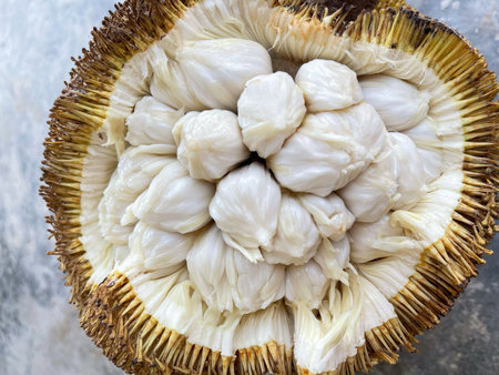 Close-up of ripe tarap fruit showing white flesh inside spiky shell, an exotic tropical fruit native...