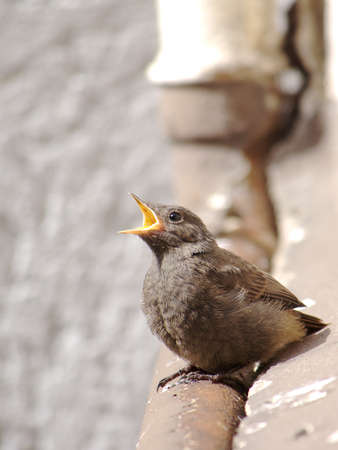 Juvenile Black Redstart Crying for Foodの写真素材