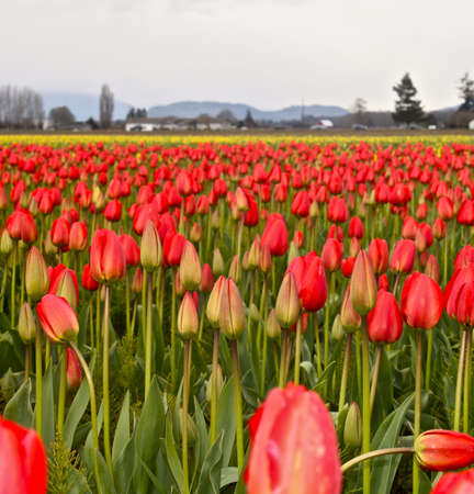 Tulips in a field red pink white green Skagit valley, wasingtonの写真素材