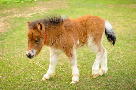 Horseの写真素材