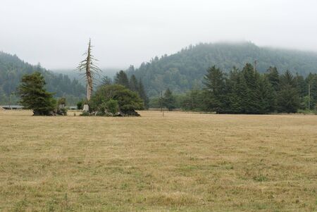 A lone, twisted tree stands strong long after death above a grass field, before dark forested hills shrouded in mist and fog.の写真素材