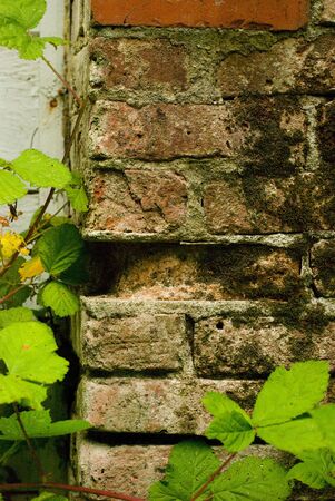 Red bricks break and crumble away from their mortar as their existence is consumed by moss and berry vines.の写真素材