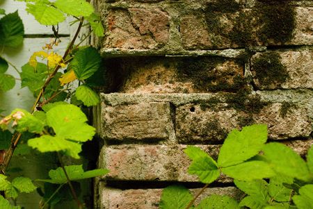 Red bricks break and crumble away from their mortar as their existence is consumed by moss and berry vines.の写真素材