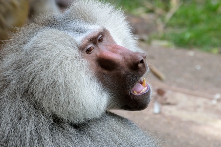 A close up of a baboonの写真素材