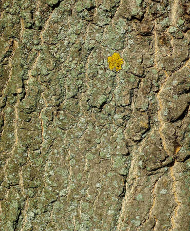 Image oak bark as a backgroundの写真素材