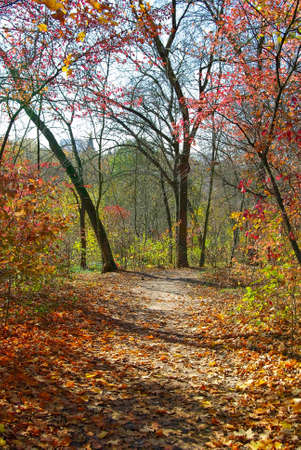 The image of the road in the autumn forestの写真素材