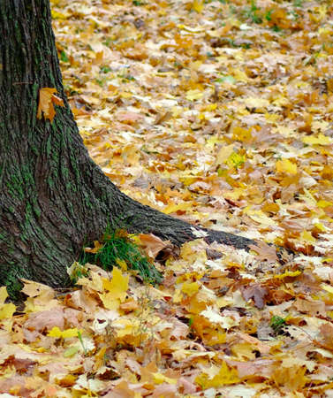 image of tree and autumn leaves の写真素材