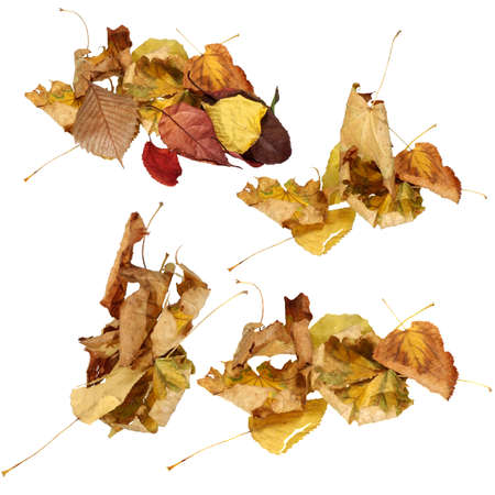 Isolated image of dried leaves on white backgroundの写真素材