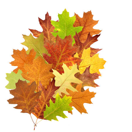 stylized image of a leaf composed of different dried leavesの写真素材