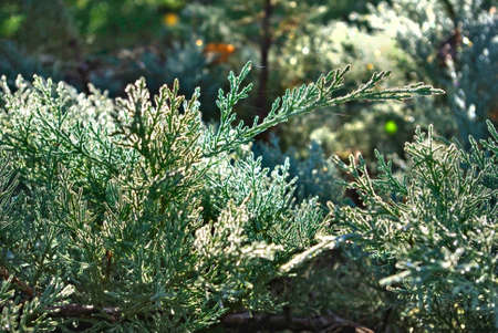 Image of fir branches in the forestの写真素材