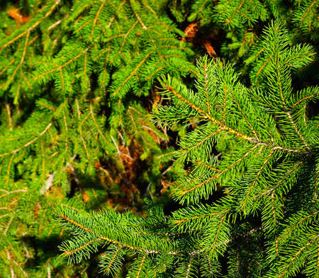 Image of fir branch as backgroundの写真素材