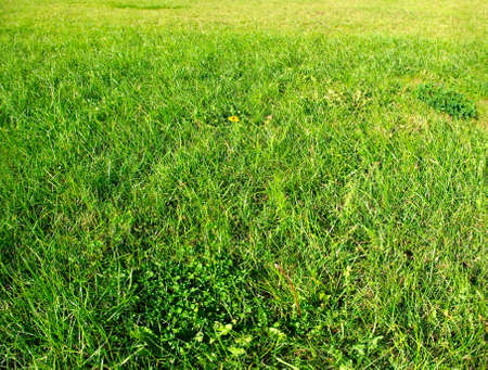 image field of grass in as a backgroundの写真素材