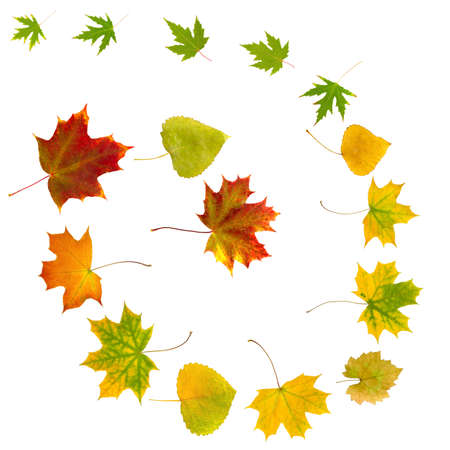 Isolated image of dried leaves in a white background  の写真素材