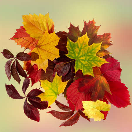 Isolated image collage from leavesの写真素材