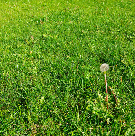 image of dandelion growing in the fieldの写真素材