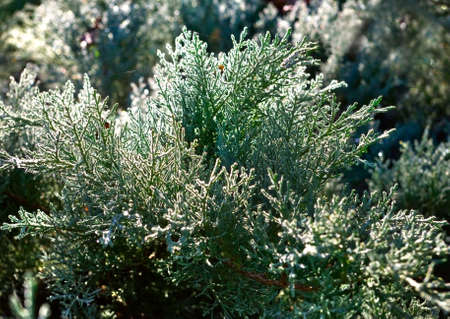 Image of fir branches in the forestの写真素材