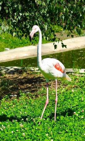 picture of one flamingos in the park near the waterの写真素材
