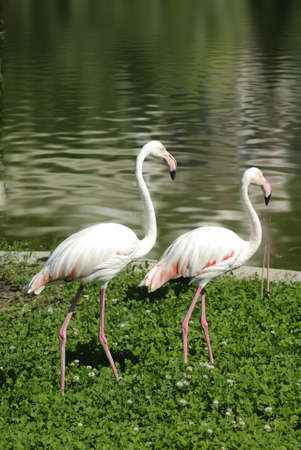 image of two flamingos in the parkの写真素材