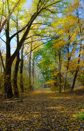 image of the autumn landscape in the forestの写真素材