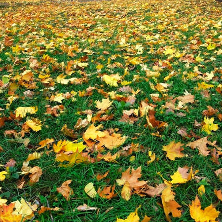 images of road  with dry leaves closeupの写真素材