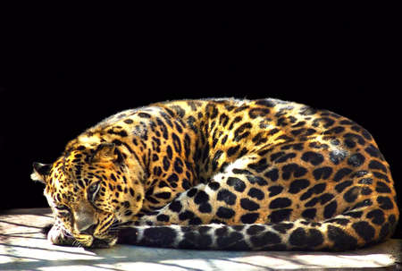 jaguar image lying on a black backgroundの写真素材