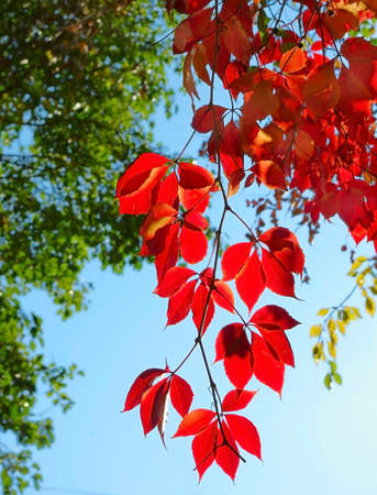 Image trees in autumn park on  blue sky  backgroundの写真素材