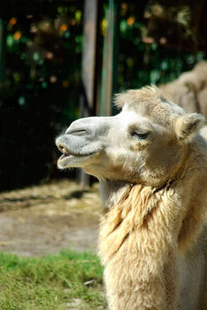 Imagev of camel in zoo closeupの写真素材